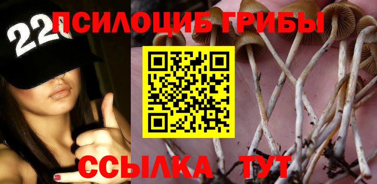 Псилоцибиновые грибы Cubensis Мурино